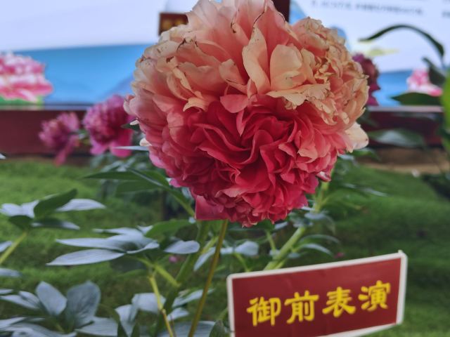 国家牡丹园旅行图片 6