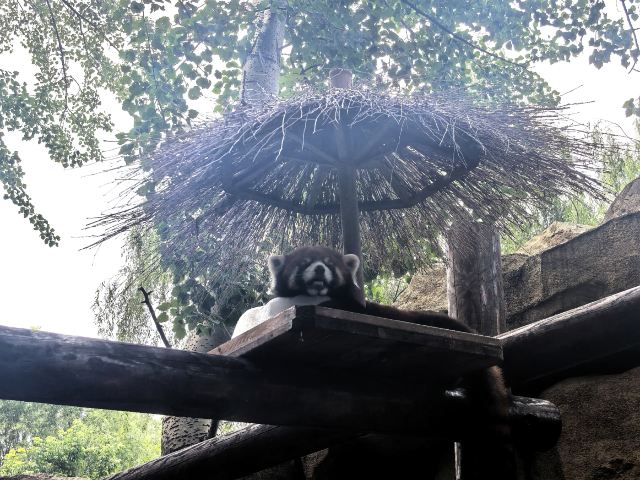 北京野生动物园旅行图片 1