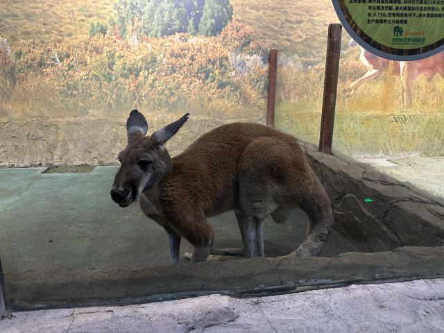 沈阳龙之梦动物科普乐园旅行图片 1