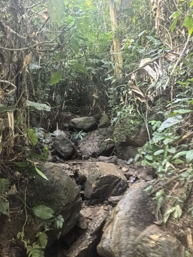 基诺山巴朵村雨林徒步旅行图片 3