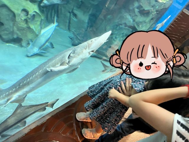 上海海洋水族馆旅行图片 2