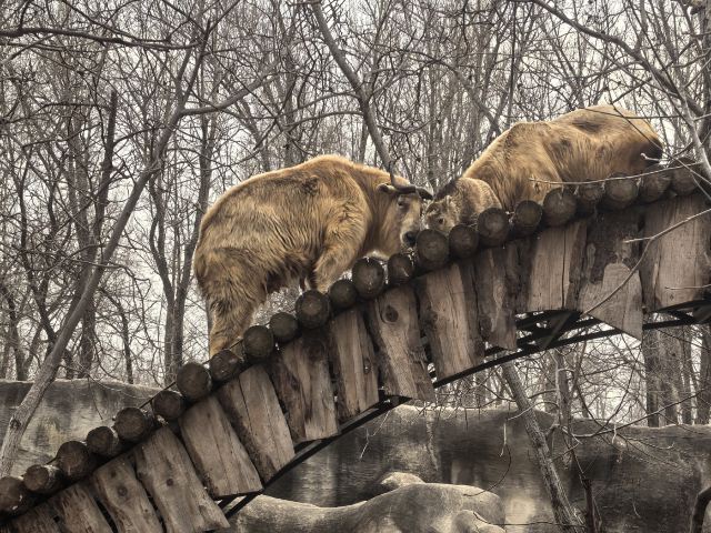 北京野生动物园旅行图片 11