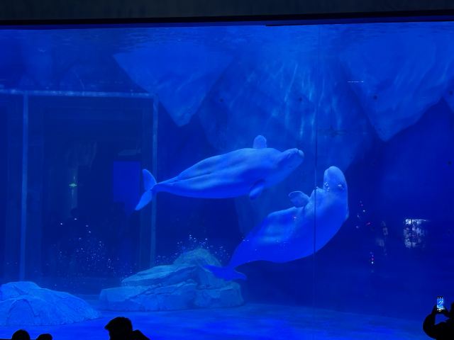 上海海昌海洋公园旅行图片 3