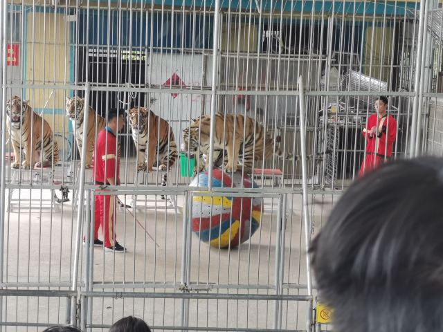 宝山前野生动物园旅行图片 1