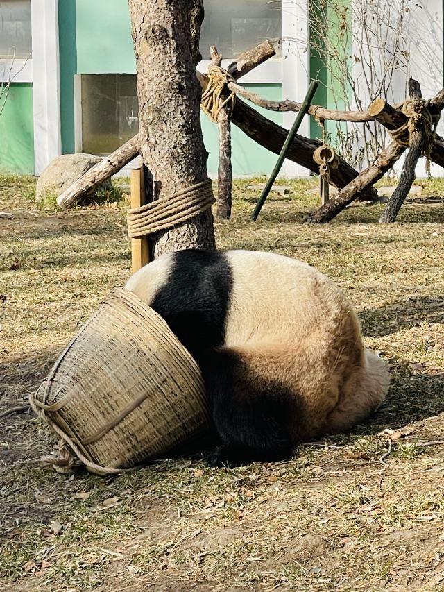 太阳岛大熊猫馆旅行图片 2