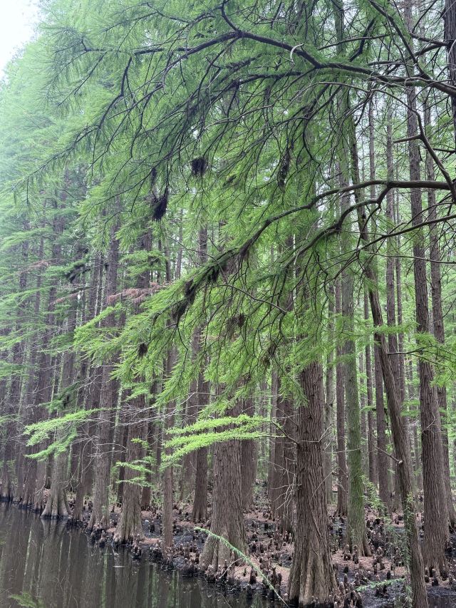 金湖水上森林景区旅行图片 4