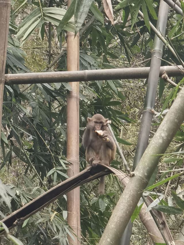 野象谷景区旅行图片 6