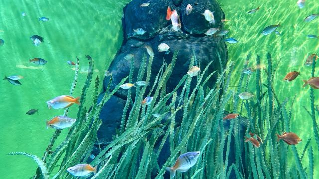 上海海洋水族馆旅行图片 1