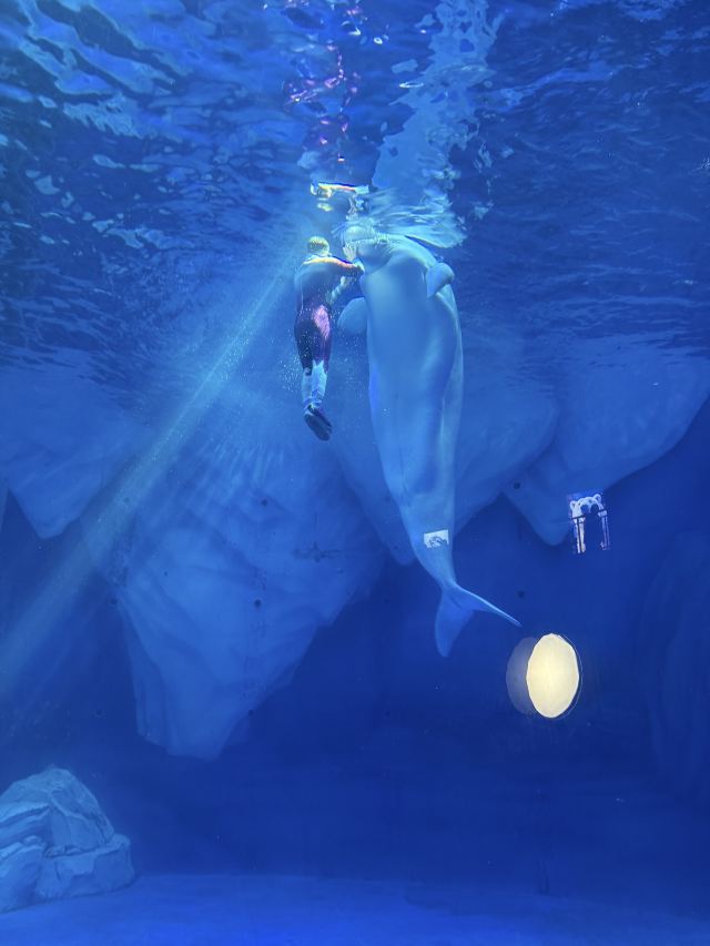上海海昌海洋公园旅行图片 3
