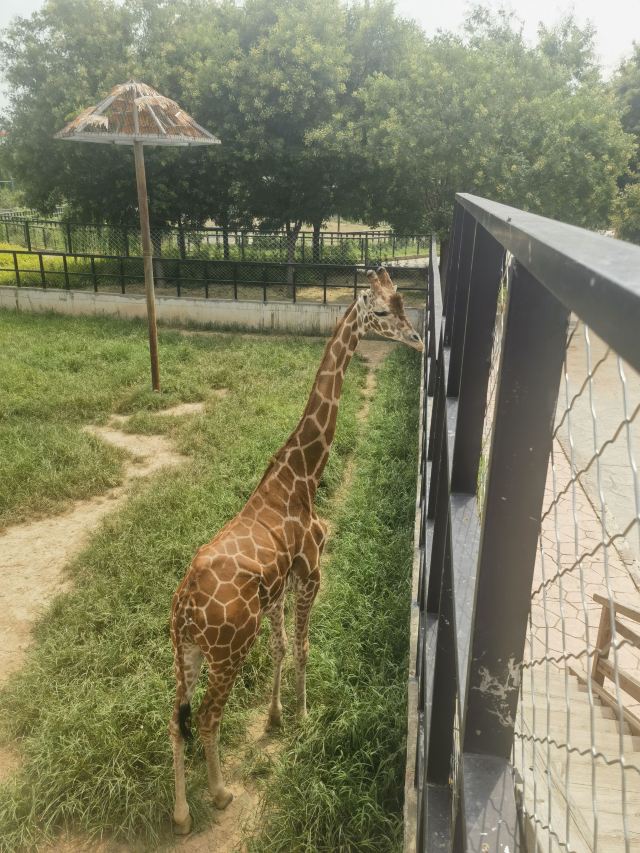 衡水野生动物园旅行图片 1