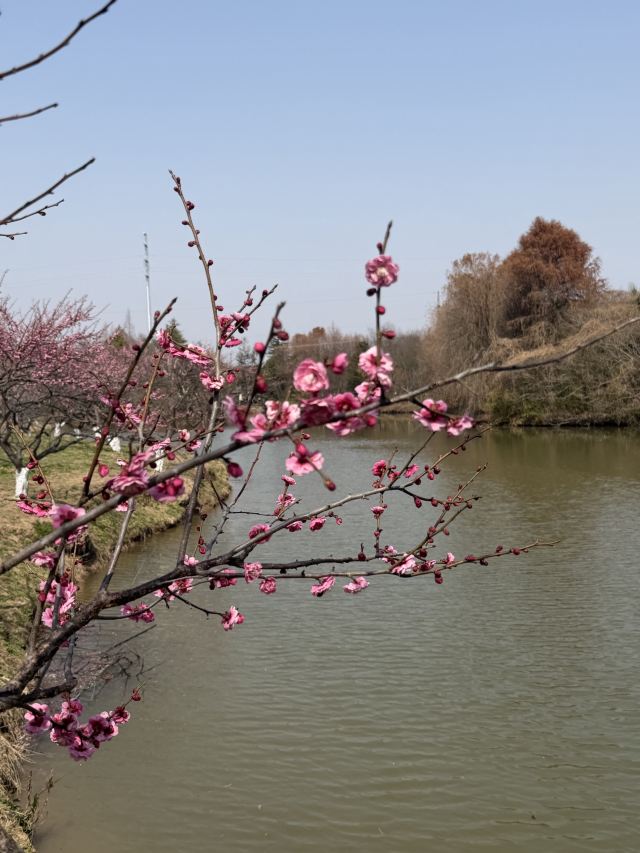 上海海湾国家森林公园旅行图片 5