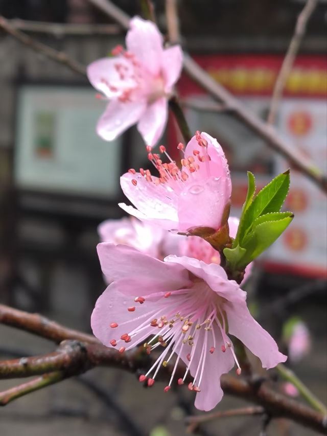 土家风情园旅行图片 5