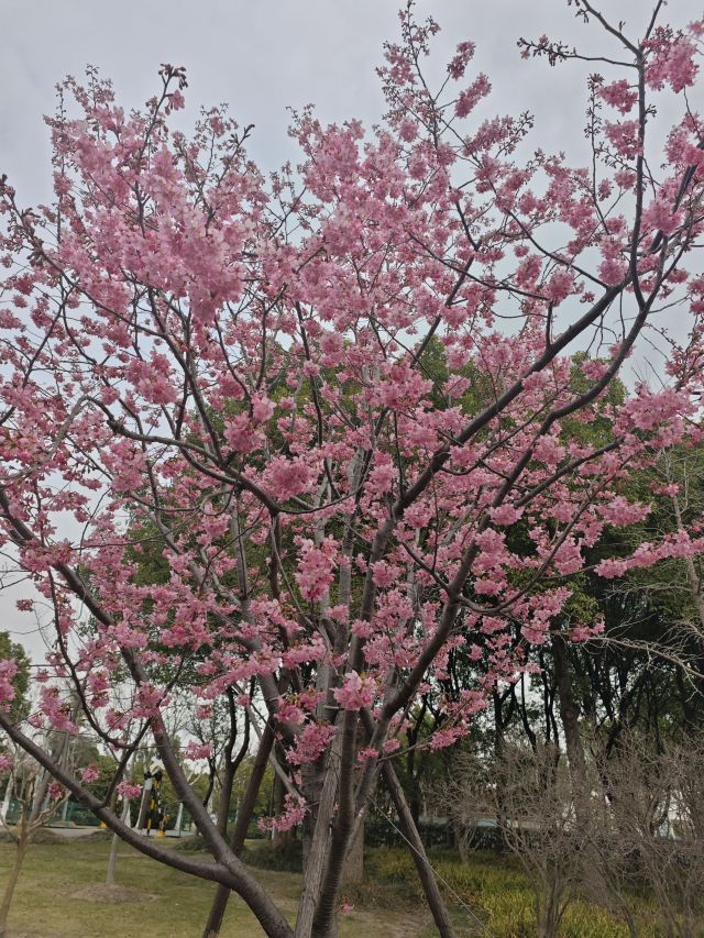 上海顾村公园旅行图片 2