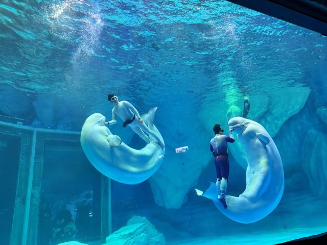 上海海昌海洋公园旅行图片 3
