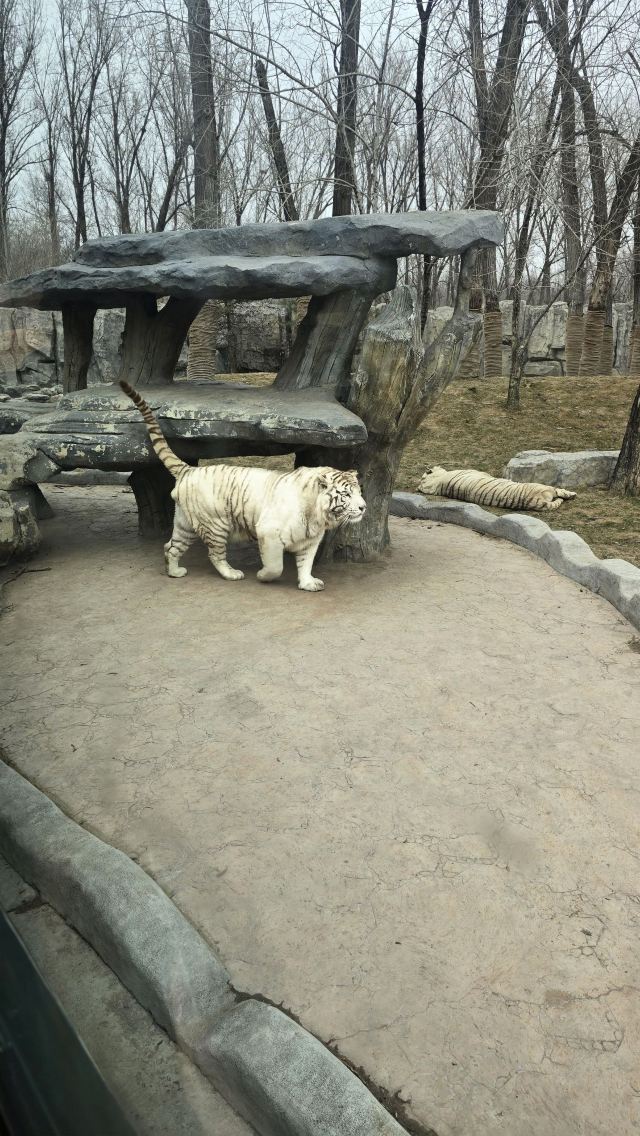 北京野生动物园旅行图片 1