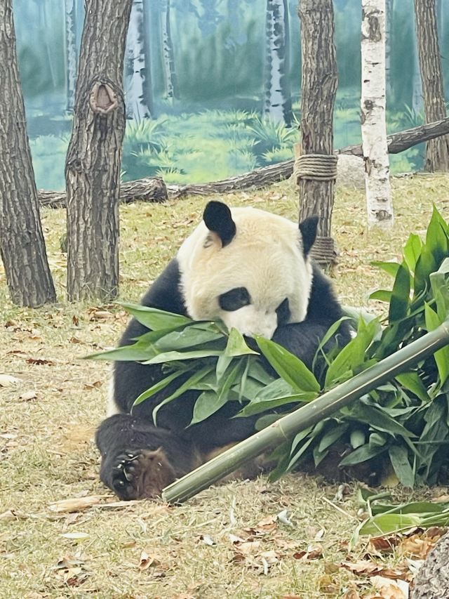太阳岛大熊猫馆旅行图片 3