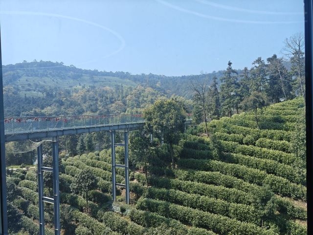 宋茗茶博园旅行图片 2