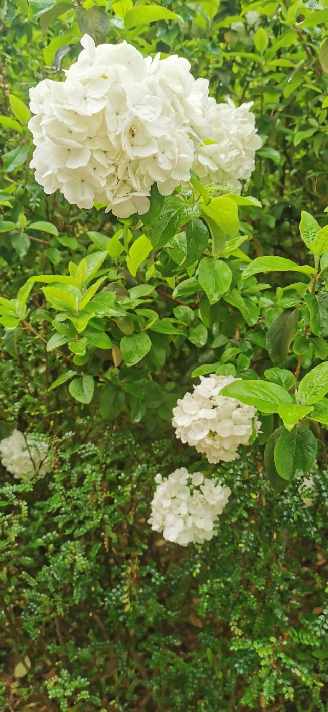 南溪山公园旅行图片 3