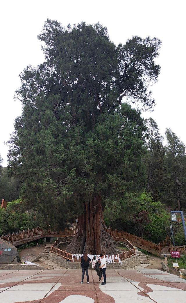 世界柏树王园林风景区旅行图片 1