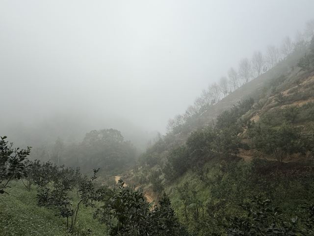 基诺山巴朵村雨林徒步旅行图片 2