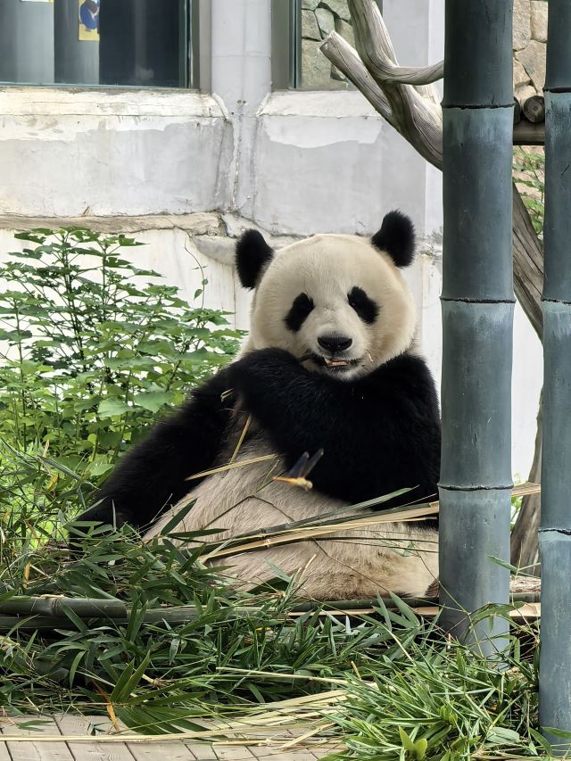 岳阳楼景区旅行图片 4