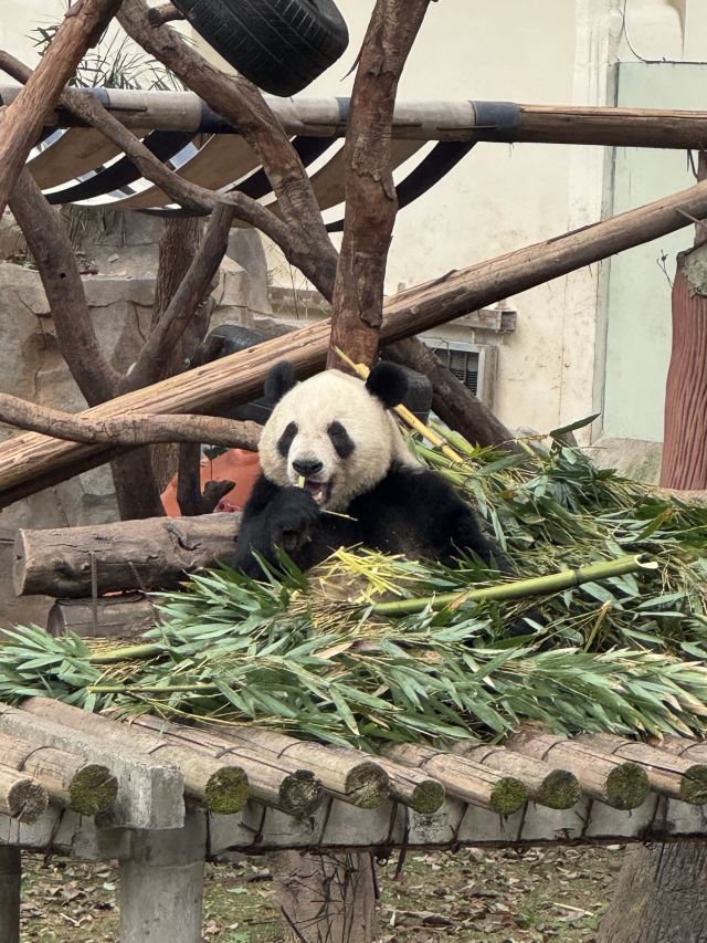 重庆动物园旅行图片 2