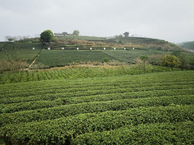 大明山万古茶园旅行图片 1