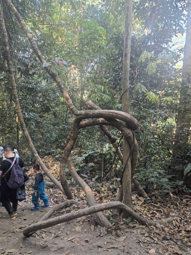 基诺山雨林徒步旅行图片 3