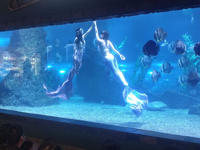 南昌海洋公园旅行图片 7
