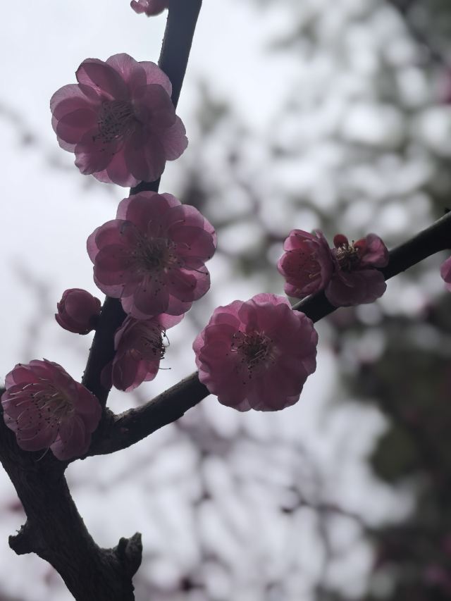 扬州大运河文化旅游度假区·大明寺旅行图片 8