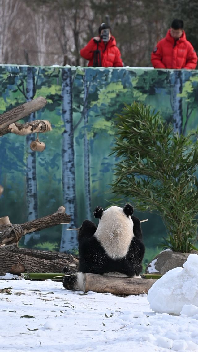 太阳岛大熊猫馆旅行图片 4