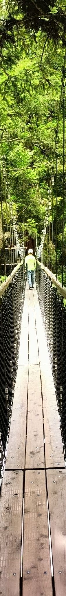 红木森林公园-罗托鲁瓦-YoYo_9Z7C3X4J