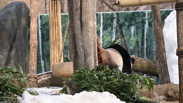 太阳岛大熊猫馆旅行图片 9