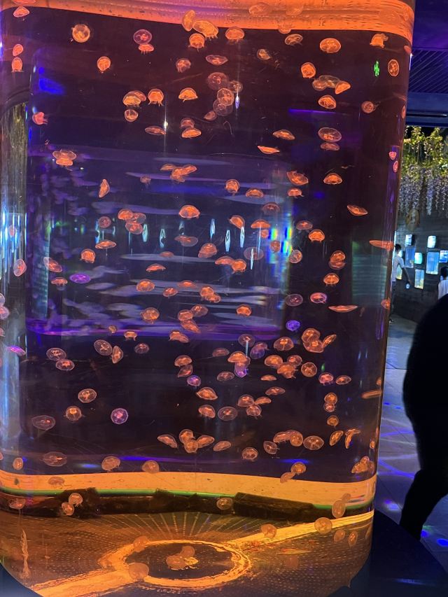 海之语海洋世界旅行图片 1