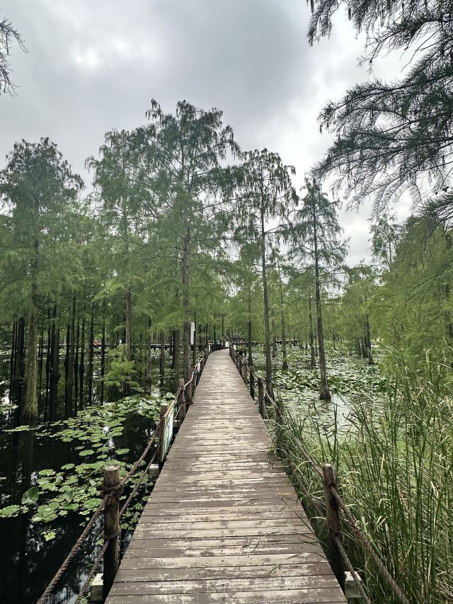 池杉湖国家湿地公园旅行图片 2