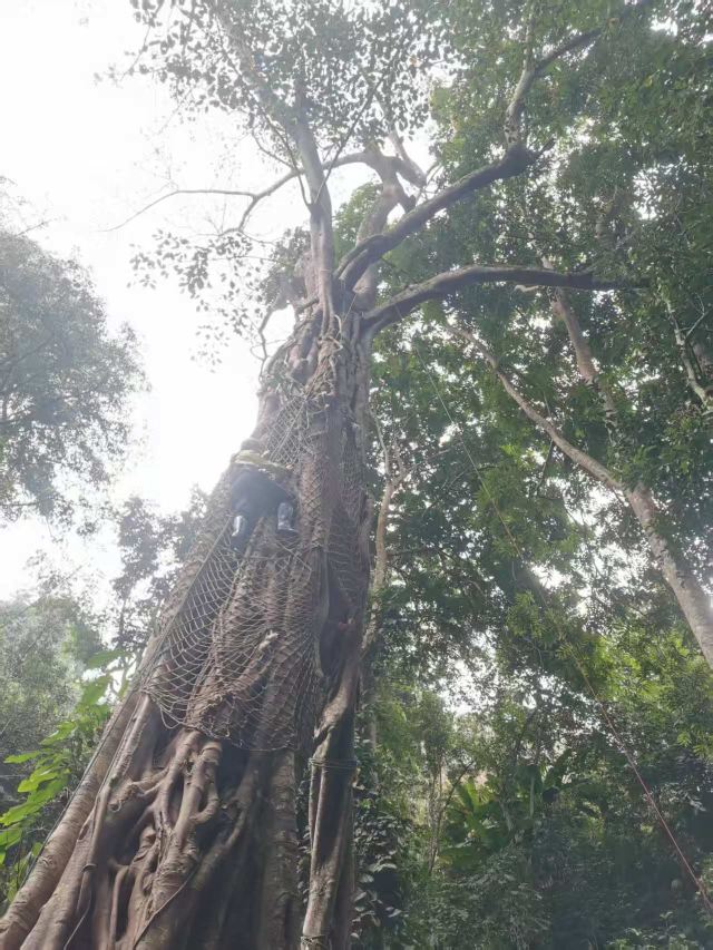 基诺山巴朵村雨林徒步旅行图片 6