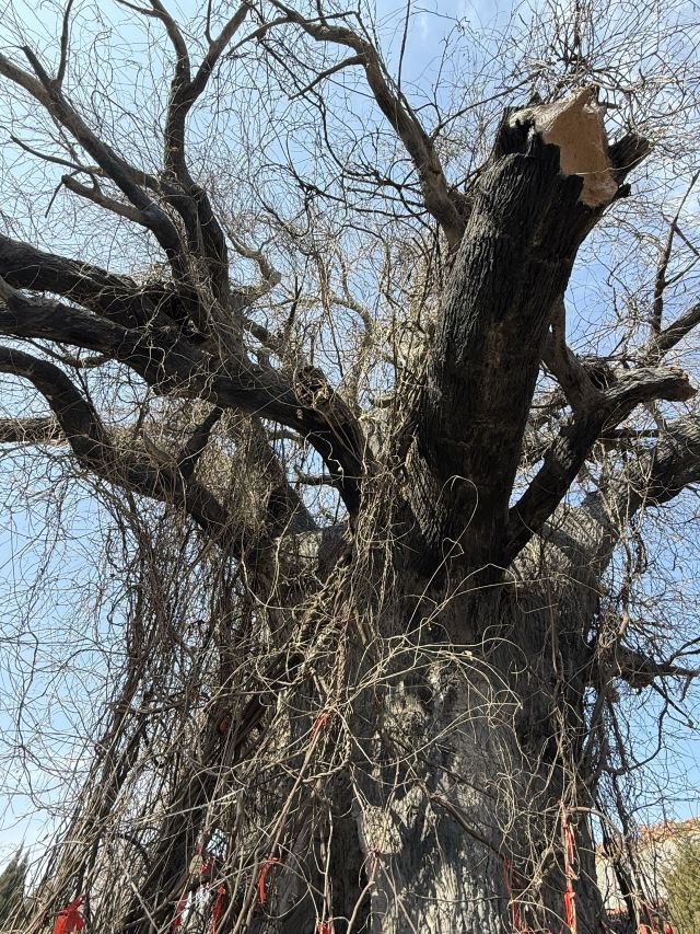 洪洞大槐树寻根祭祖园旅行图片 4