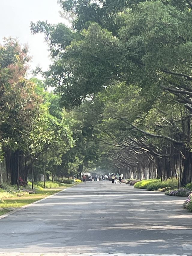 广州海珠国家湿地公园旅行图片 8