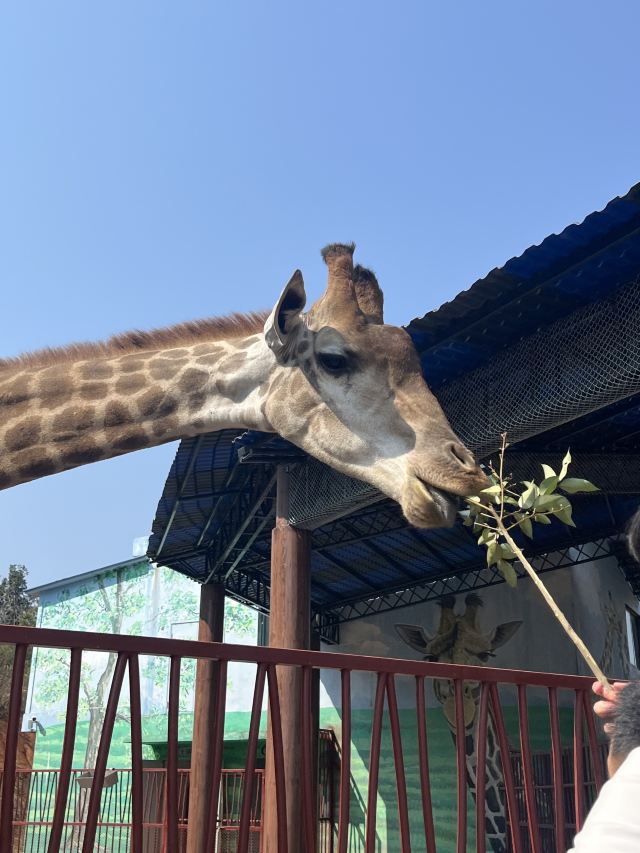 湖南常德野生动物世界旅行图片 5