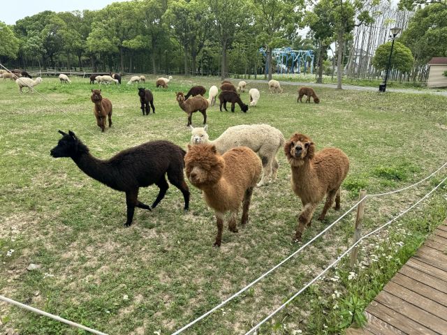 自然卷卷牧野旅行图片 4