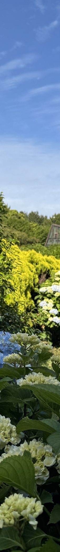 山茶花之丘-西归浦市-是旭旭酱啊