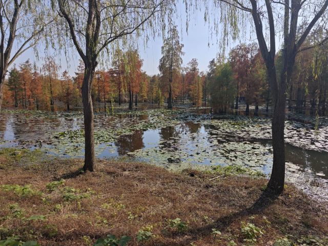 池杉湖国家湿地公园旅行图片 2
