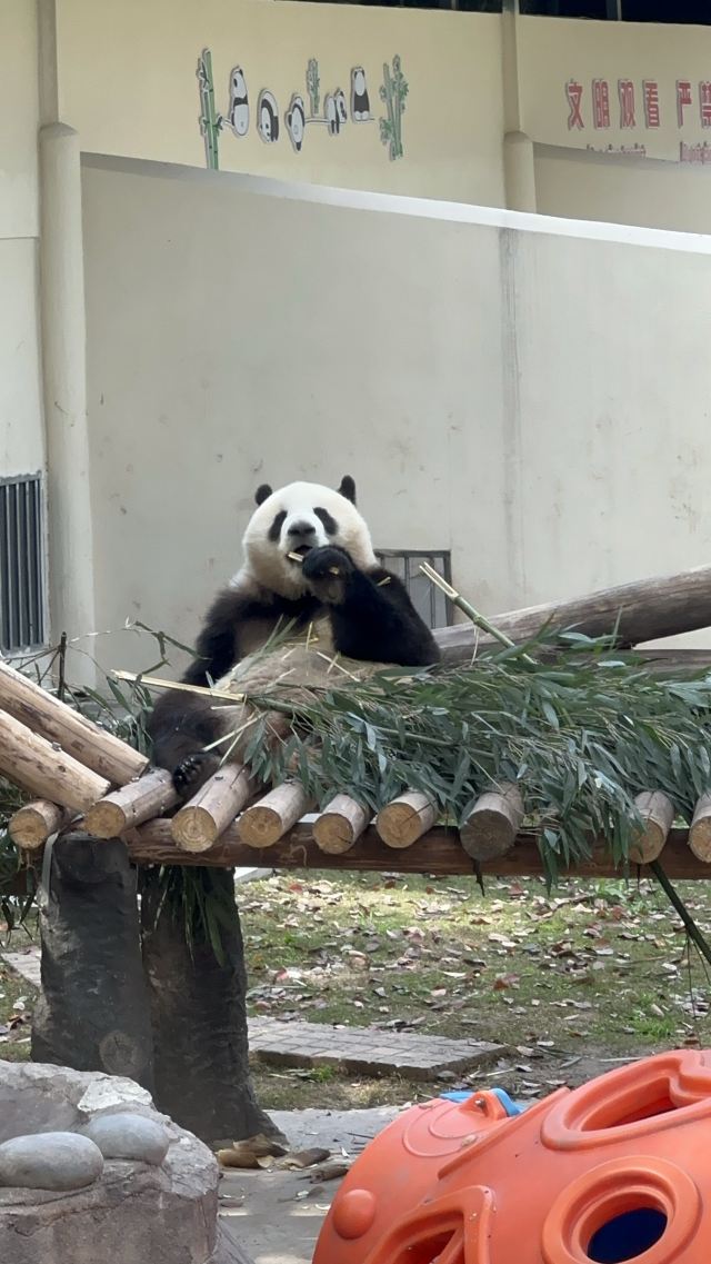 重庆动物园旅行图片 5