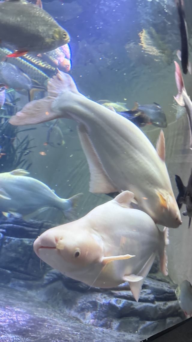上海海洋水族馆旅行图片 1