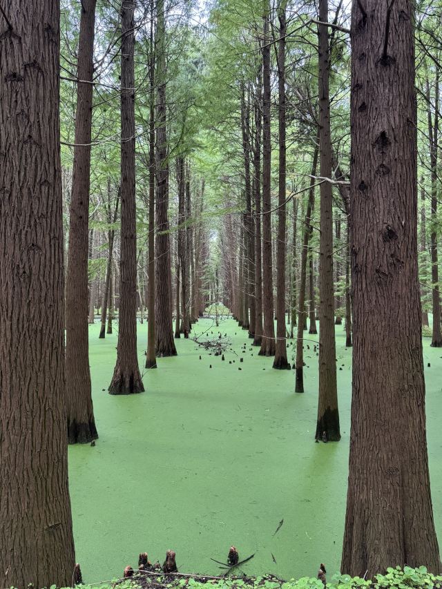 金湖水上森林景区旅行图片 1