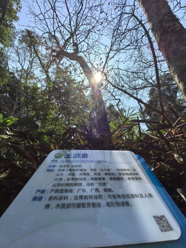 海南热带植物园旅行图片 6