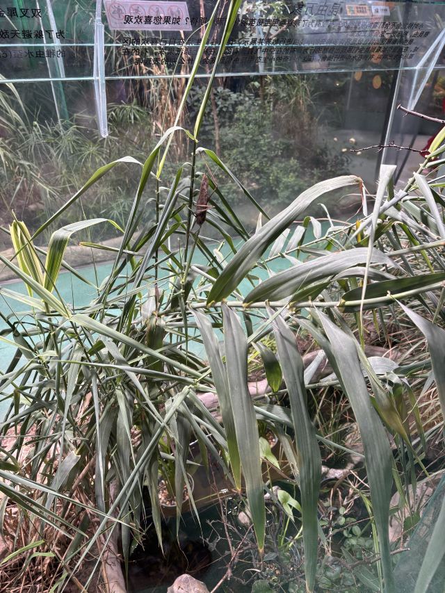 东方明珠公园旅行图片 9