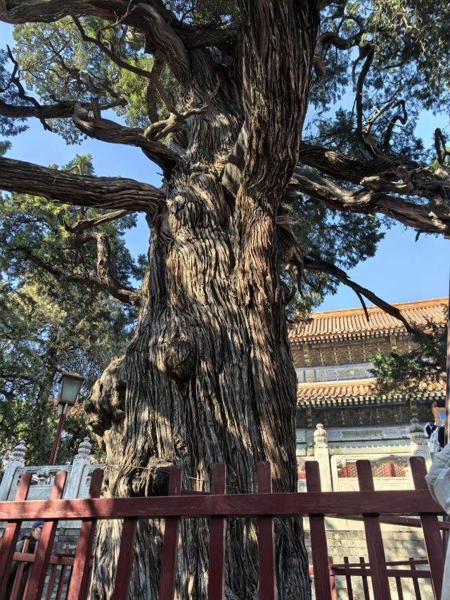 国子监旅行图片 1