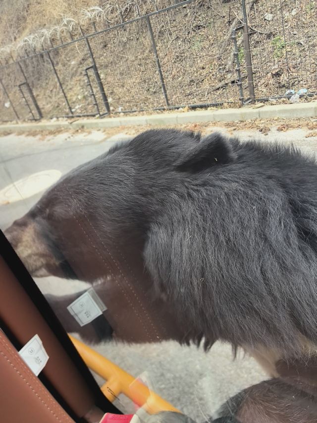 大连森林动物园旅行图片 3