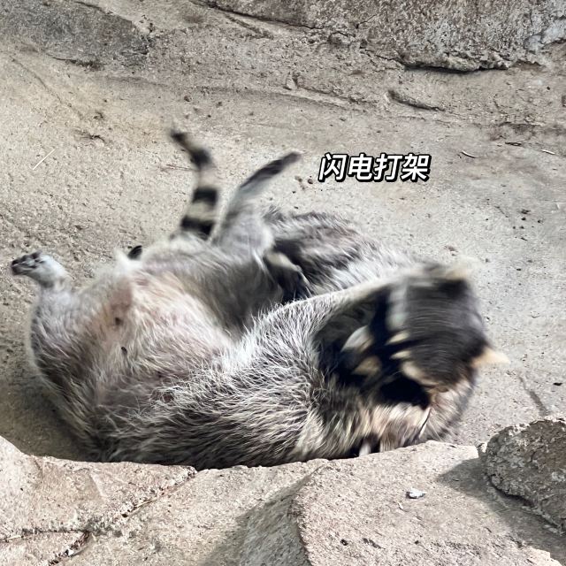 牡丹江珍稀动物园旅行图片 3